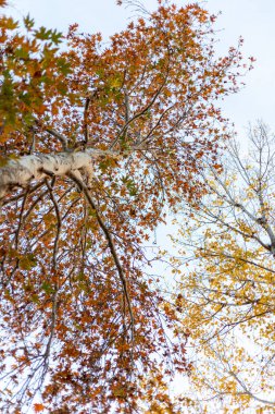 Aşağıdan çok uzun ve güzel bir akçaağaç manzarası ve kocaman bir gölgesi var.