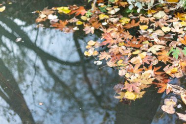 Sonbahar mevsiminde sudaki ağaçların su yüzeyindeki kuru yapraklarla güzel yansıması.