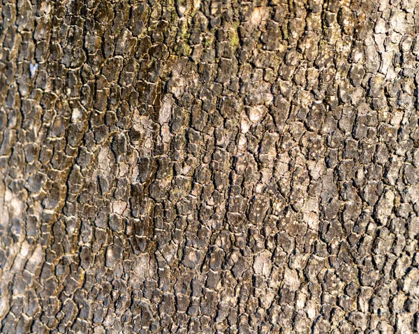 Old Tree Bark Texture Background Closeup — Stock Photo, Image