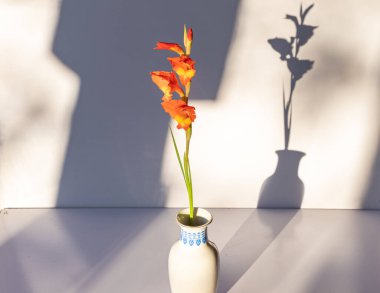 Beyaz arkaplanda gölgeler bulunan beyaz bir vazoda çiçek açan turuncu gladioli.