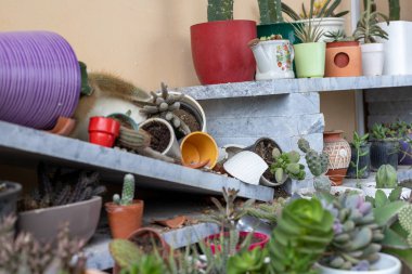 Seramik kaplar parçalandı ve parçalara ayrıldı. Bitkiler ve toprak döküldü.