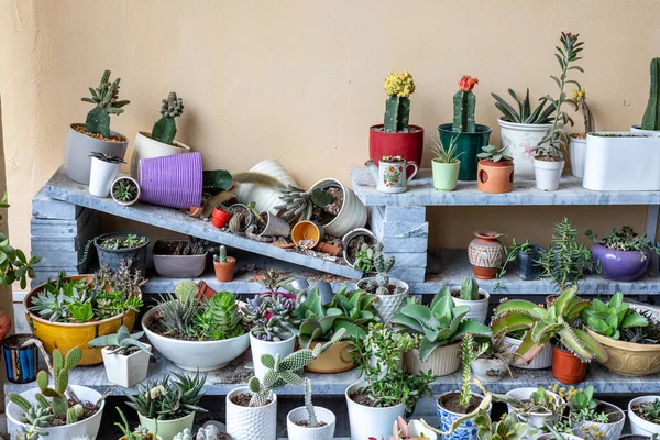 Pflanzen Stehen Mit Zerbrochenen Keramik Und Tera Cotto Töpfen Herum — Stockfoto