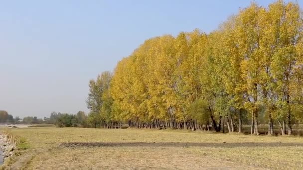 Όμορφη Τέλη Του Φθινοπώρου Λεύκες Κίτρινα Φύλλα Στα Χωράφια — Αρχείο Βίντεο