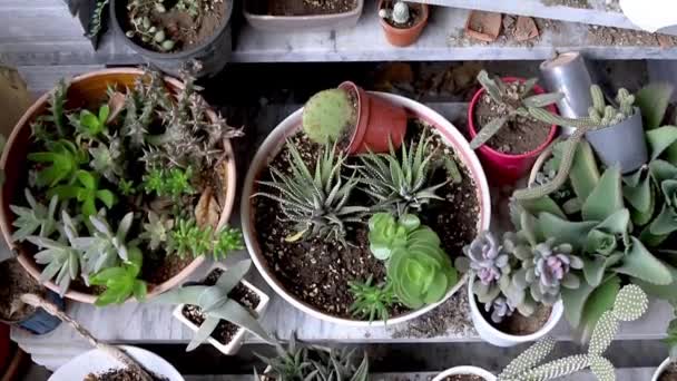 Növények Polca Lerobbant Összetört Sok Virágcserepek — Stock videók