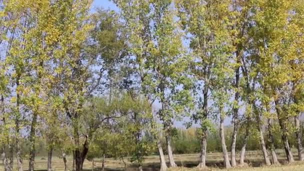 Poplar Trees Row Autumn Season — Stock Video