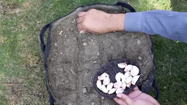 在种植袋中种植大蒜 速度慢 400 — 图库视频影像