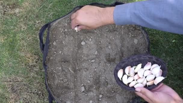 在种植袋中种植大蒜丁香 — 图库视频影像