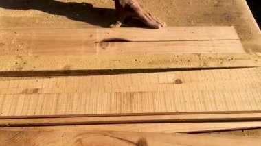 Ahşap işçisi kereste fabrikasında çıplak elle kereste kesiyor. Güvenlik yok
