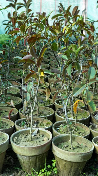 Jamun fruit Syzygium cumini Black Plum fruit tree seedlings in a pots