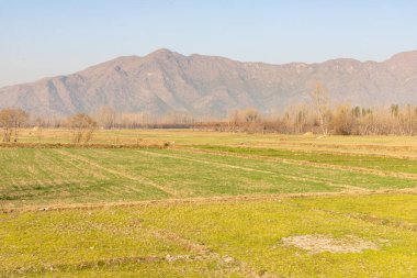 Tarım arazisi. Güz mevsiminde güzel manzara.