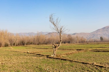 Sonbahar mevsiminde tarlaların ortasında dut ağacı