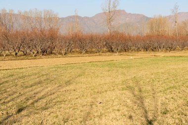 Sonbaharda tarım alanları ve şeftali ağaçları