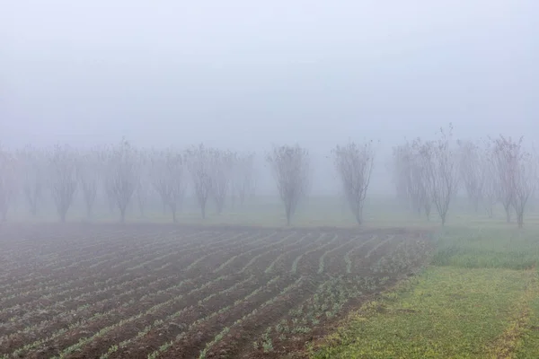 Heavy fog in the fields in the winter