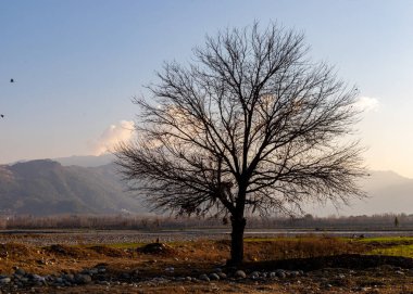 The lonely mulberry tree silhouette in the autumn winter