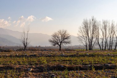The silhouette of a beautiful mulberry tree sands in the fields in fall season