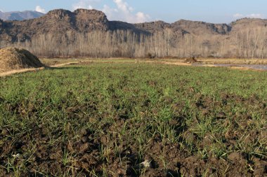 Wheat plants germinated and growing in the fields