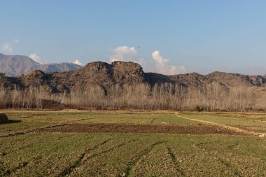 Beautiful scenery view of a newly germinated wheat crops in the fields