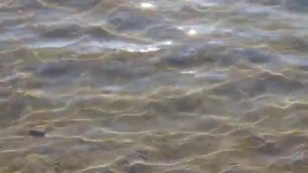 砂の川の浅い水 — ストック動画