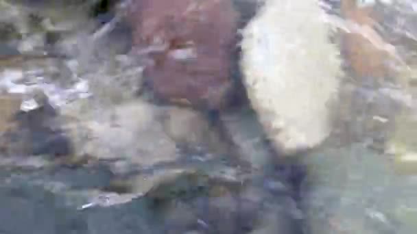 Кришталево Чисті Річкові Водні Пороги Течуть Над Каменем Коббла Галькою — стокове відео