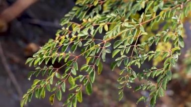 Moringa leaves close up view