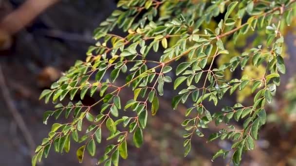 Moringa Leaves Close View — Vídeo de Stock