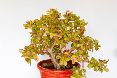 Crassula ovata friendship plant in a pot on white isolated background