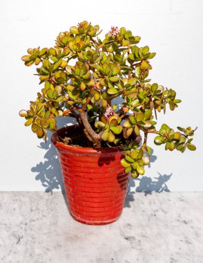 Crassula ovate silver dollar tree isolated on white background