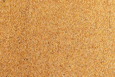 Kuşlara yakın besleme