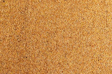 Kuşlar için tohumlar yakın çekim ile beslenir