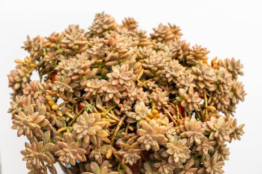 Bronze Graptosedum succulents with rain drops isolated on white background