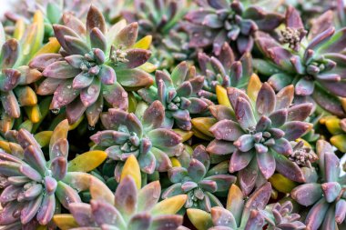 Graptosedum changed color in winter
