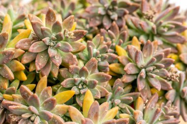 Darley Sunshine succlent plant clsoeup view