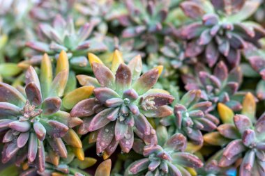 Graptosedum Darley Sunshine Succulent plants closeup view clipart