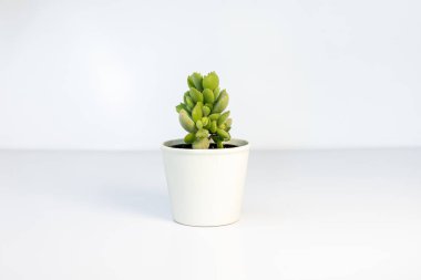 Beautiful bear paws spongy leaves succulent plant in a white ceramic pot isolated on white background