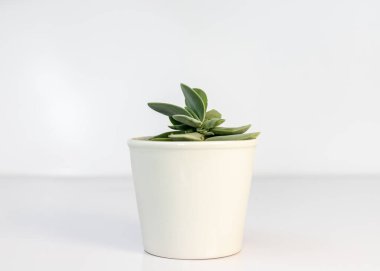 Crassula morgan succulents in white ceramic flowerpot