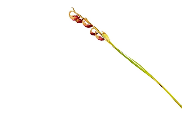 Gladiolus Flor Haste Seca Com Fundo Com Espaço Cópia — Fotografia de Stock