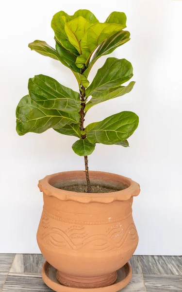 Ficus Lyrata Planta Con Grandes Hojas Verdes Una Olla Grande — Foto de Stock