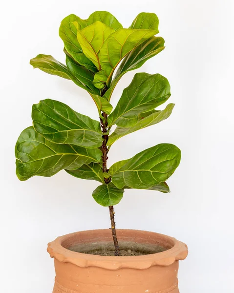Ficus Lyrata Roślina Dużymi Zielonymi Liśćmi Glinianym Garnku Izolowanym Białym — Zdjęcie stockowe