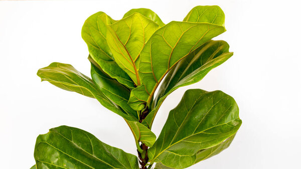 Fiddle leaf fig tree on white isolated background