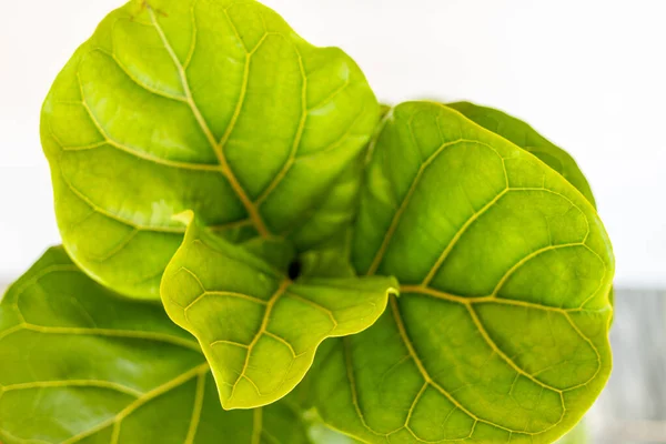 Fiddle leaf fig tree top view isolated on white background