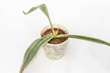 Sansevieria Trifasciata Bantelleri 'nin yakın çekimi. Yılan kökü çürümesi