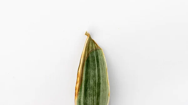 Vergilbte Spitze Einer Schlangenpflanze Blatt Nahaufnahme Auf Weißem Isoliertem Hintergrund — Stockfoto
