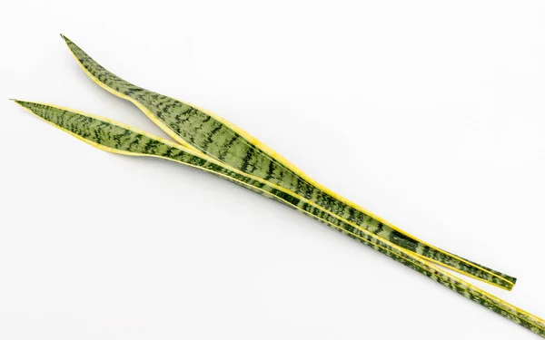 Sansevieria Trifasciata Laurentii Kígyó Növény Levelek Közelkép Elszigetelt Fehér Alapon — Stock Fotó