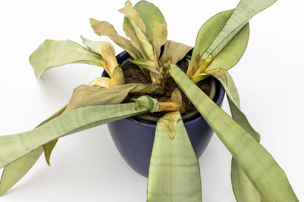 Drying moonshine snake plant on white background