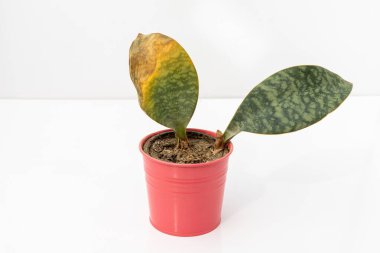 Sansevieria masoniana balina yüzgeci. Yılan yüzgeci. Beyaz arka planda kuru yaprak.