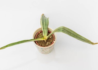 Sansevieria Trifasciata Bantels duyusal yılan kökü çürümesi