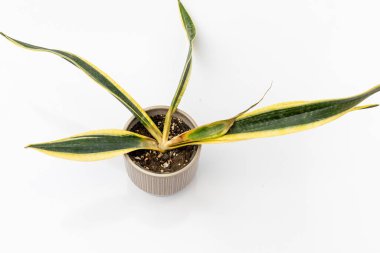 Sansevieria Trifasciata siyah altın kök bitkisi beyaz arka planda izole