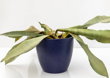 Sansevieria Trifasciata ay ışığı yılan öldürücü bitki