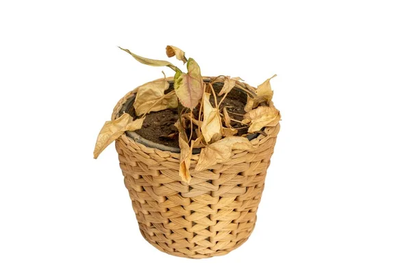 Planta Syngonium Com Folhas Secas Isoladas Sobre Fundo Branco — Fotografia de Stock