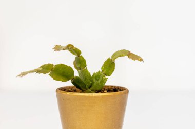 Schlumbergera Noel kaktüsü beyaz arka plan yakın plan görüntüsü